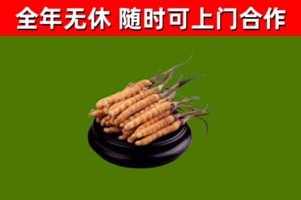 金川区烟酒回收冬虫夏草.jpg